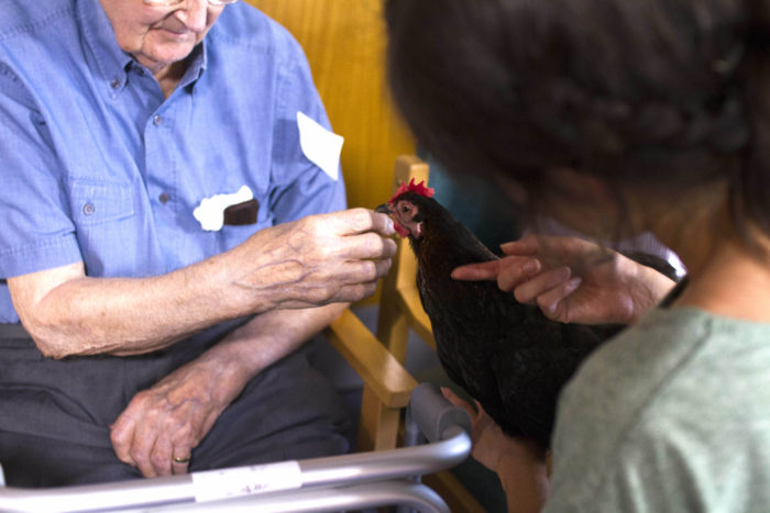 therapy-chickens